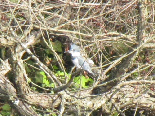 Martin-pêcheur d'Amérique - ML643400099