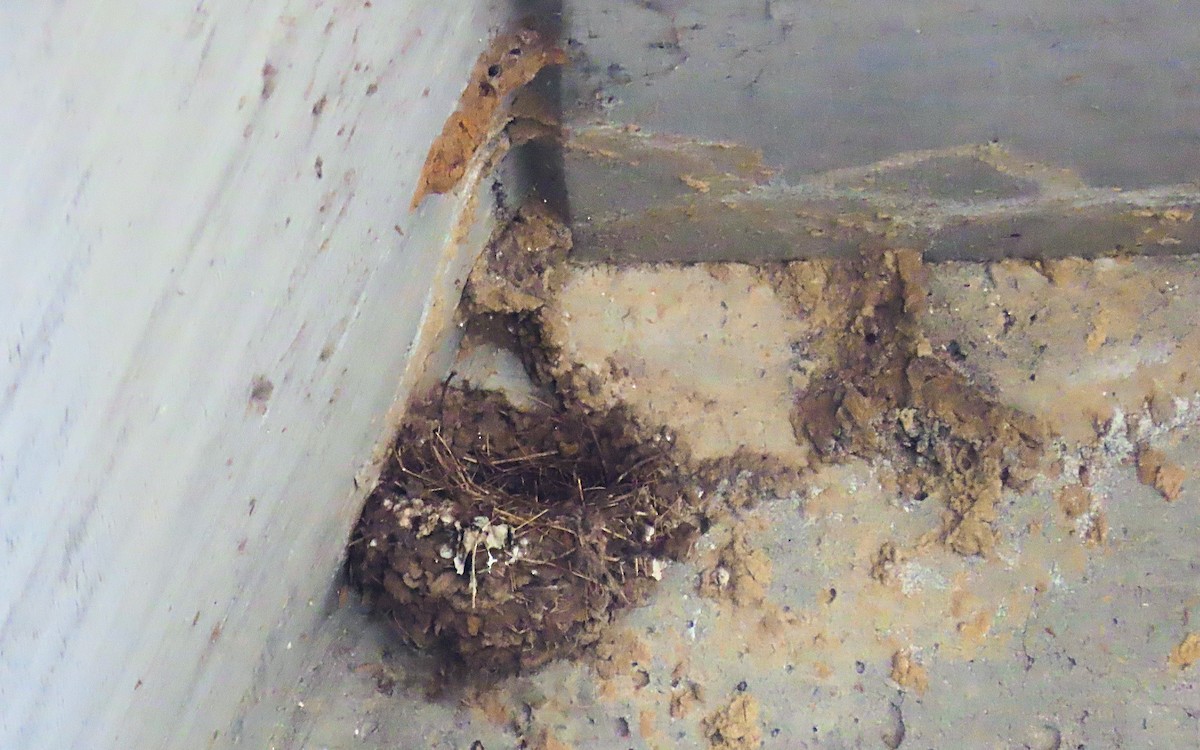 Cliff Swallow - ML643400101