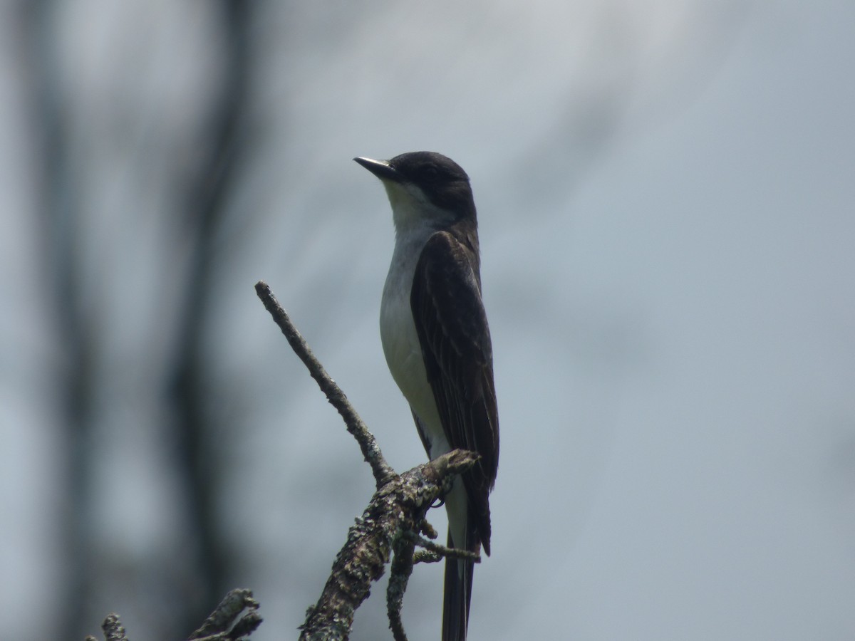 Eastern Kingbird - ML643400105
