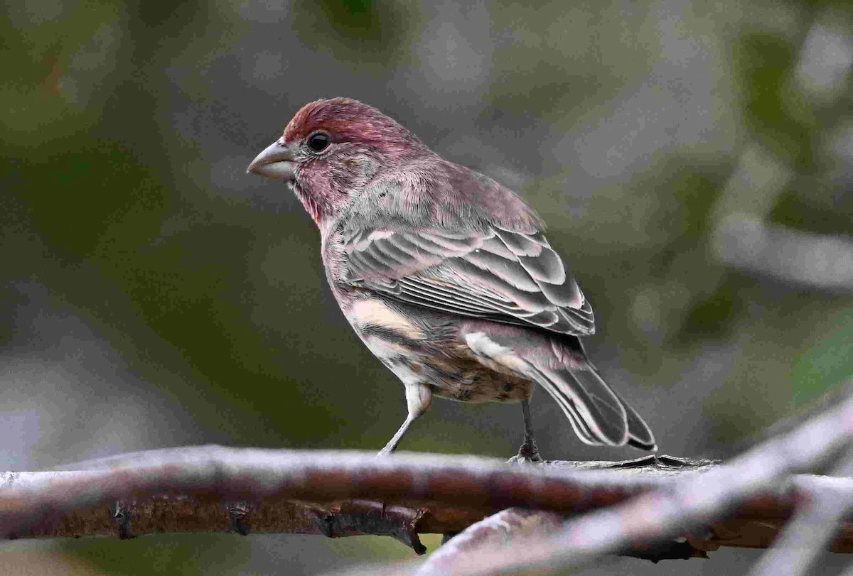 House Finch - ML643400106