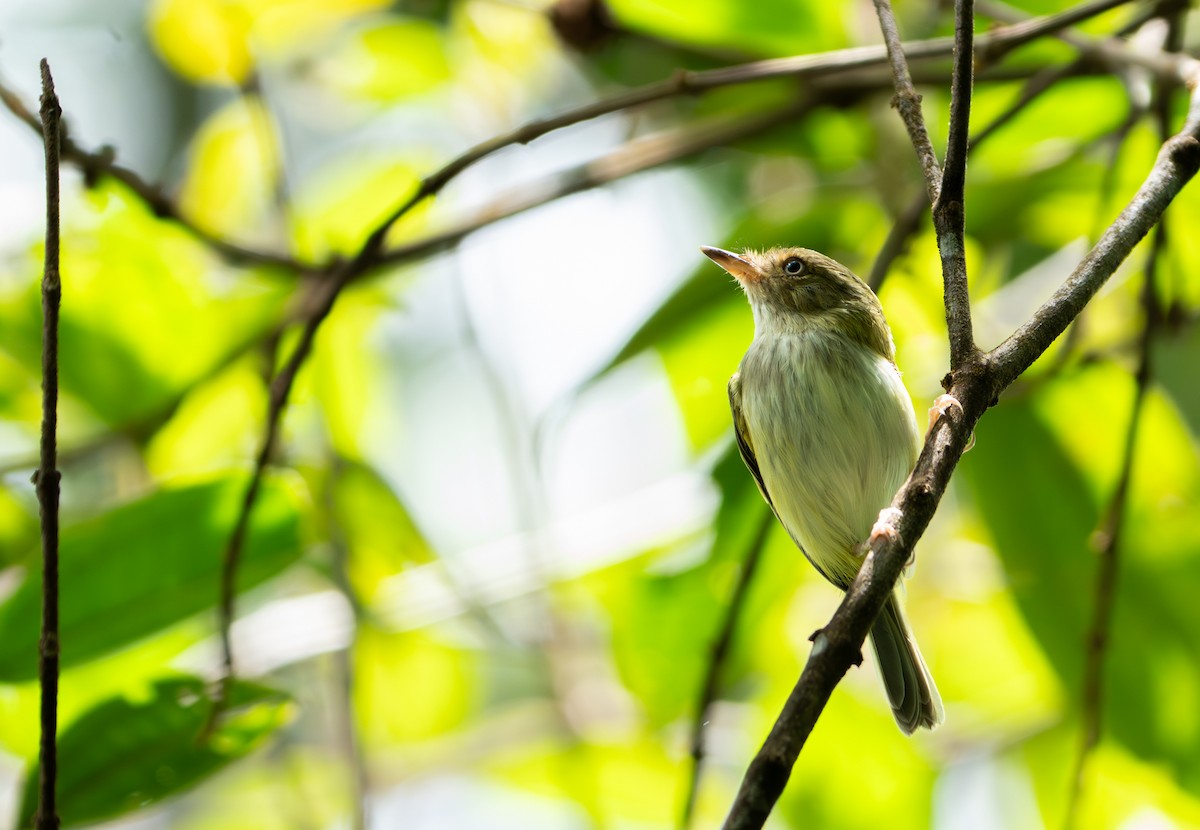 Pale-eyed Pygmy-Tyrant - ML643400107