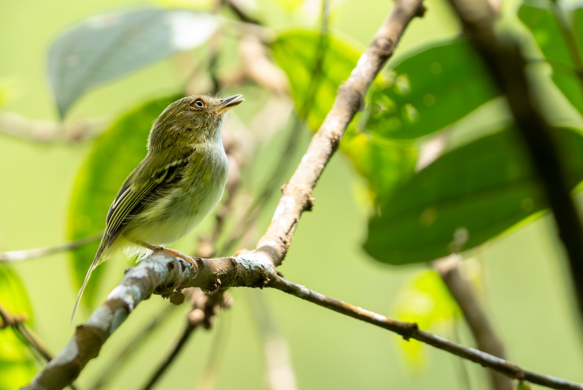 Pale-eyed Pygmy-Tyrant - ML643400108