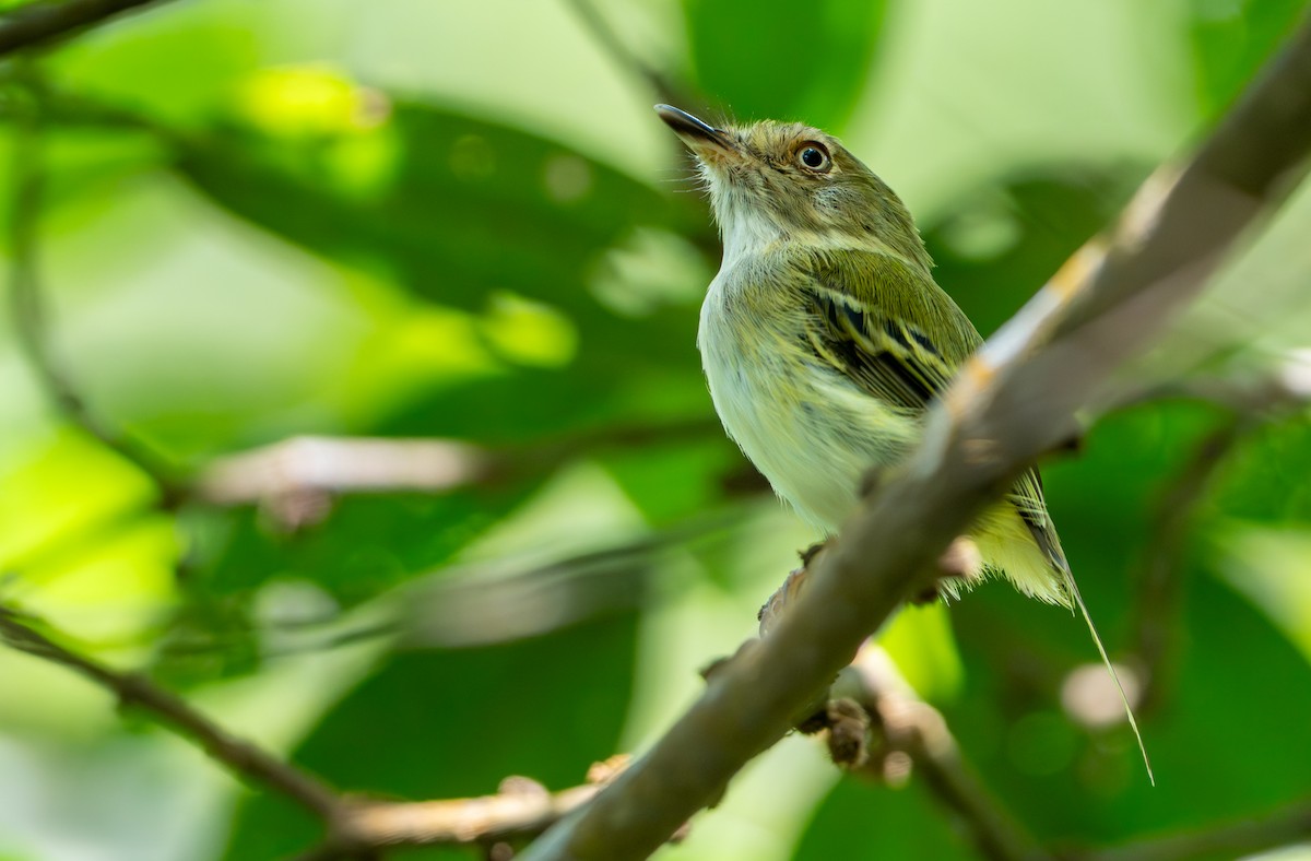 Pale-eyed Pygmy-Tyrant - ML643400109