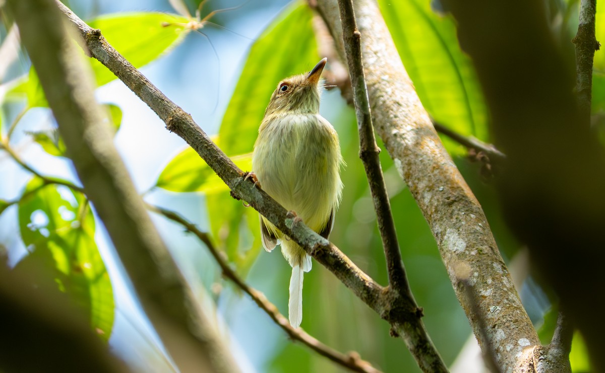 Pale-eyed Pygmy-Tyrant - ML643400110