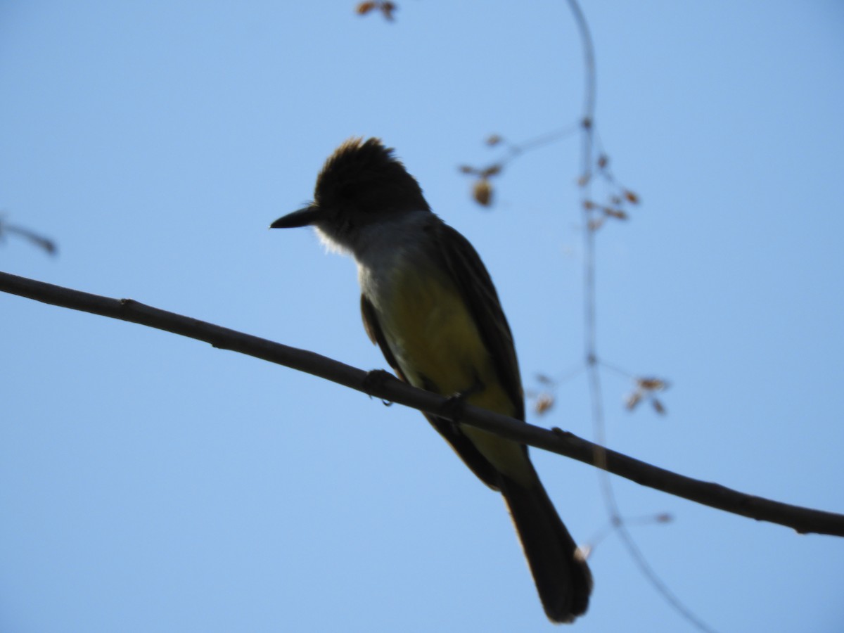 Brown-crested Flycatcher - ML643400115