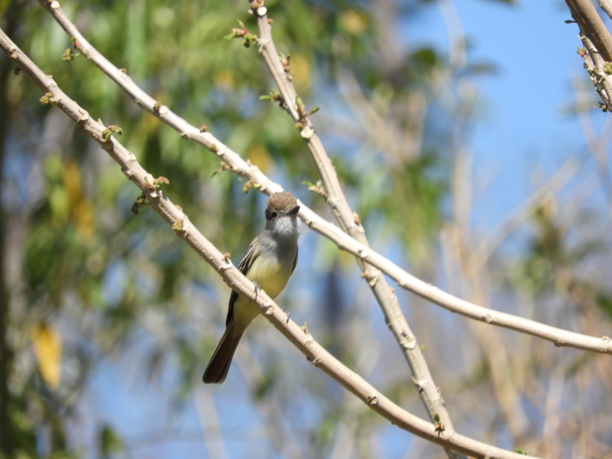 Brown-crested Flycatcher - ML643400116