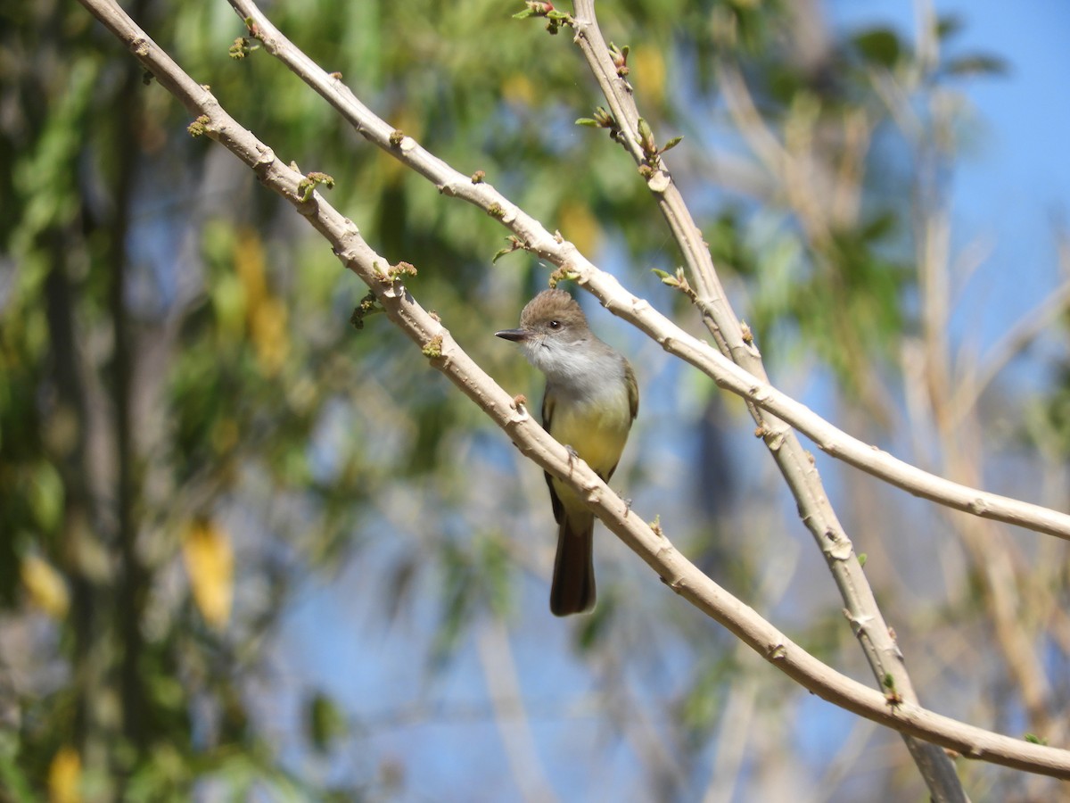 Brown-crested Flycatcher - ML643400117