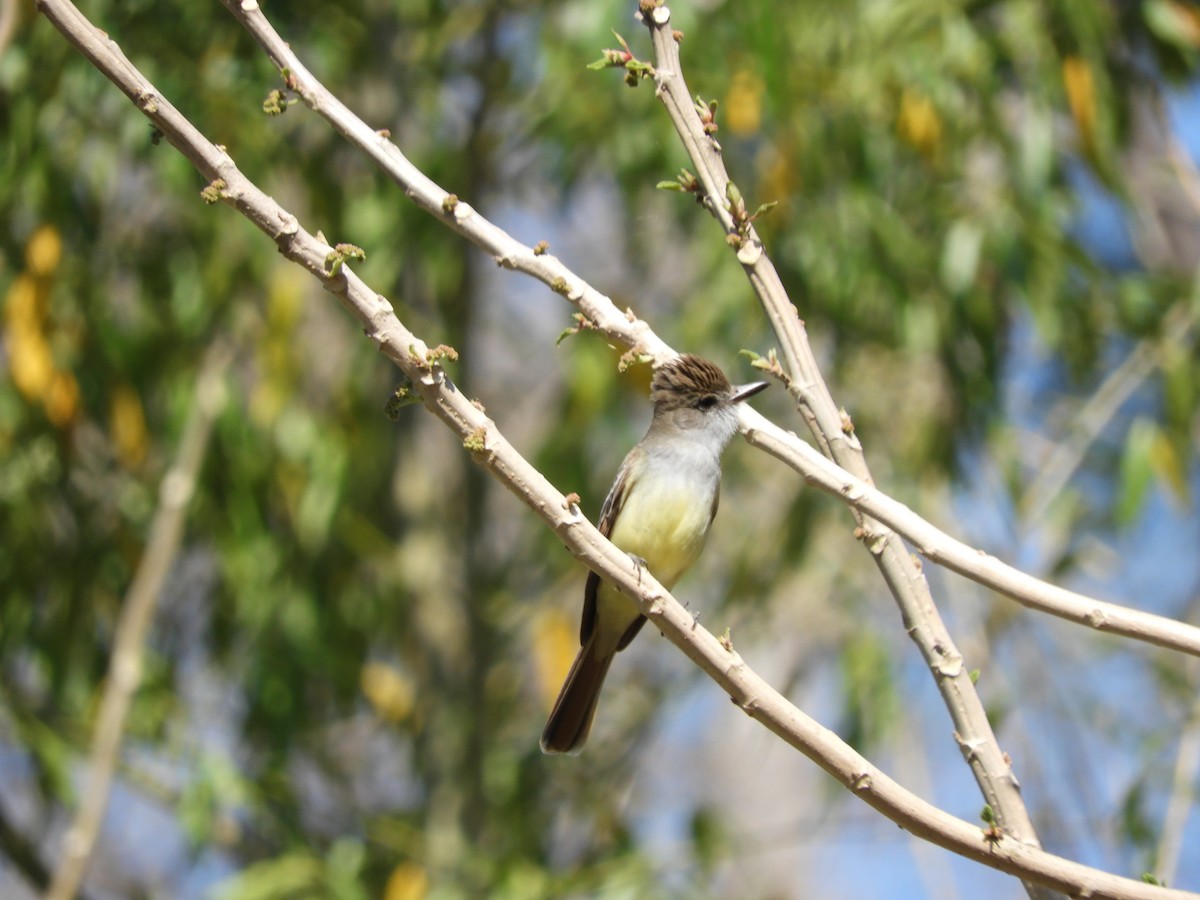 Brown-crested Flycatcher - ML643400118