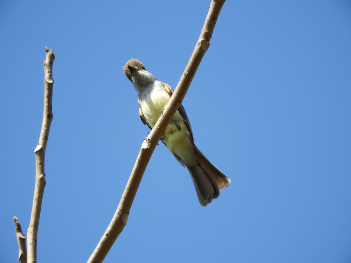 Brown-crested Flycatcher - ML643400119