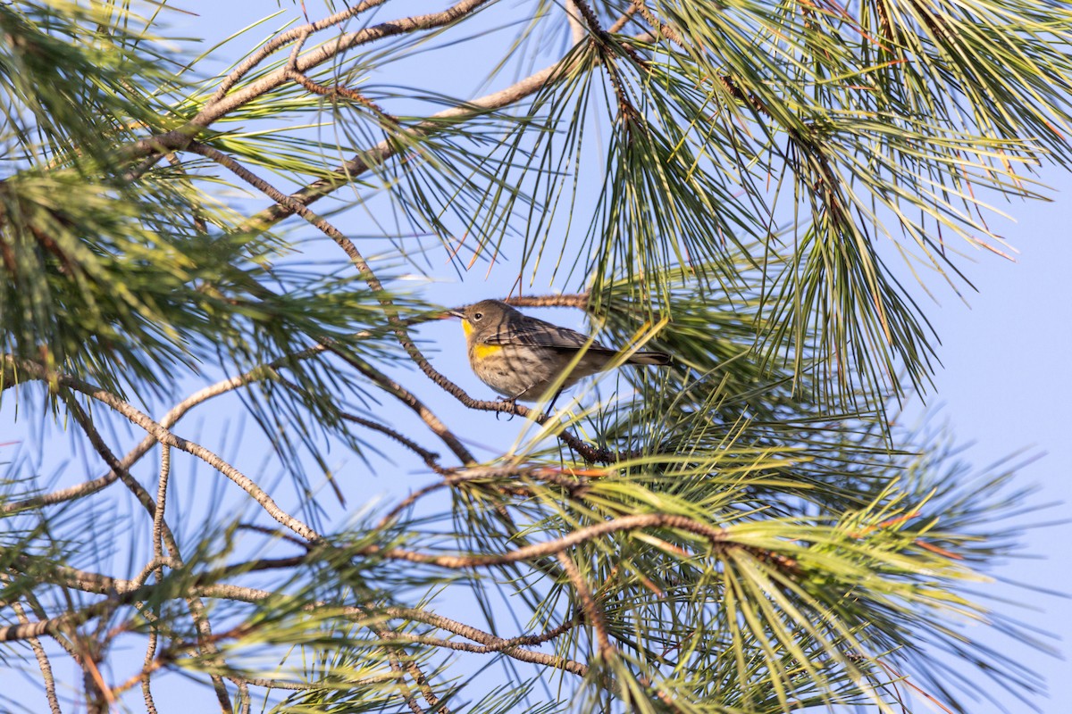 Yellow-rumped Warbler - ML643400120