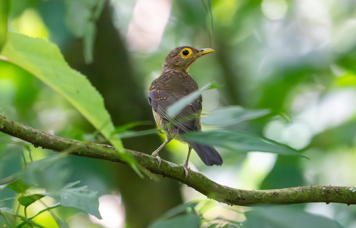 Spectacled Thrush - ML643400140