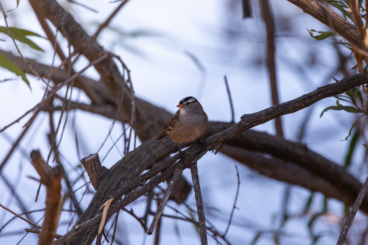 White-crowned Sparrow - ML643400141