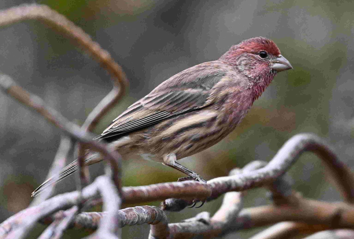 House Finch - ML643400150