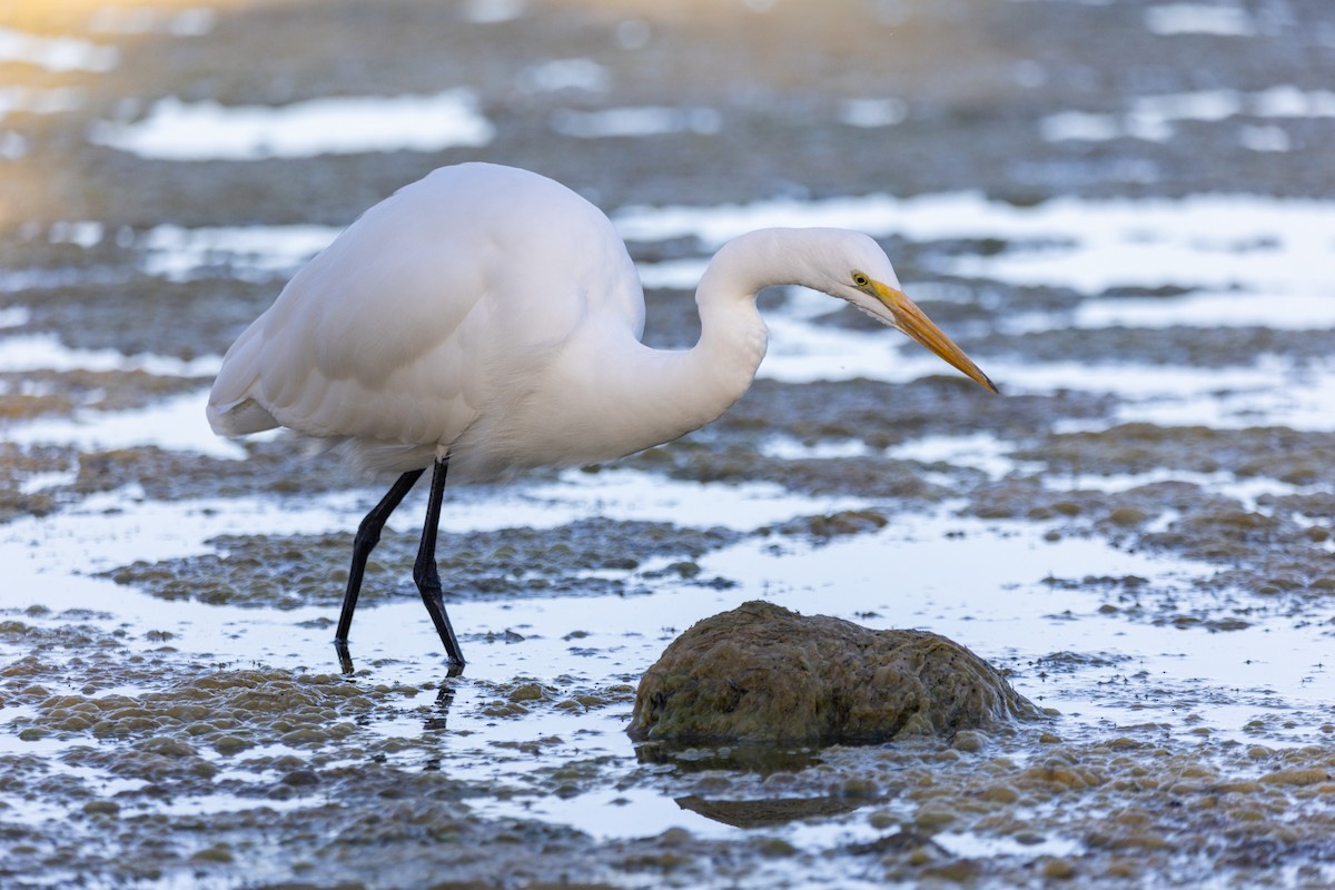 Great Egret - ML643400165