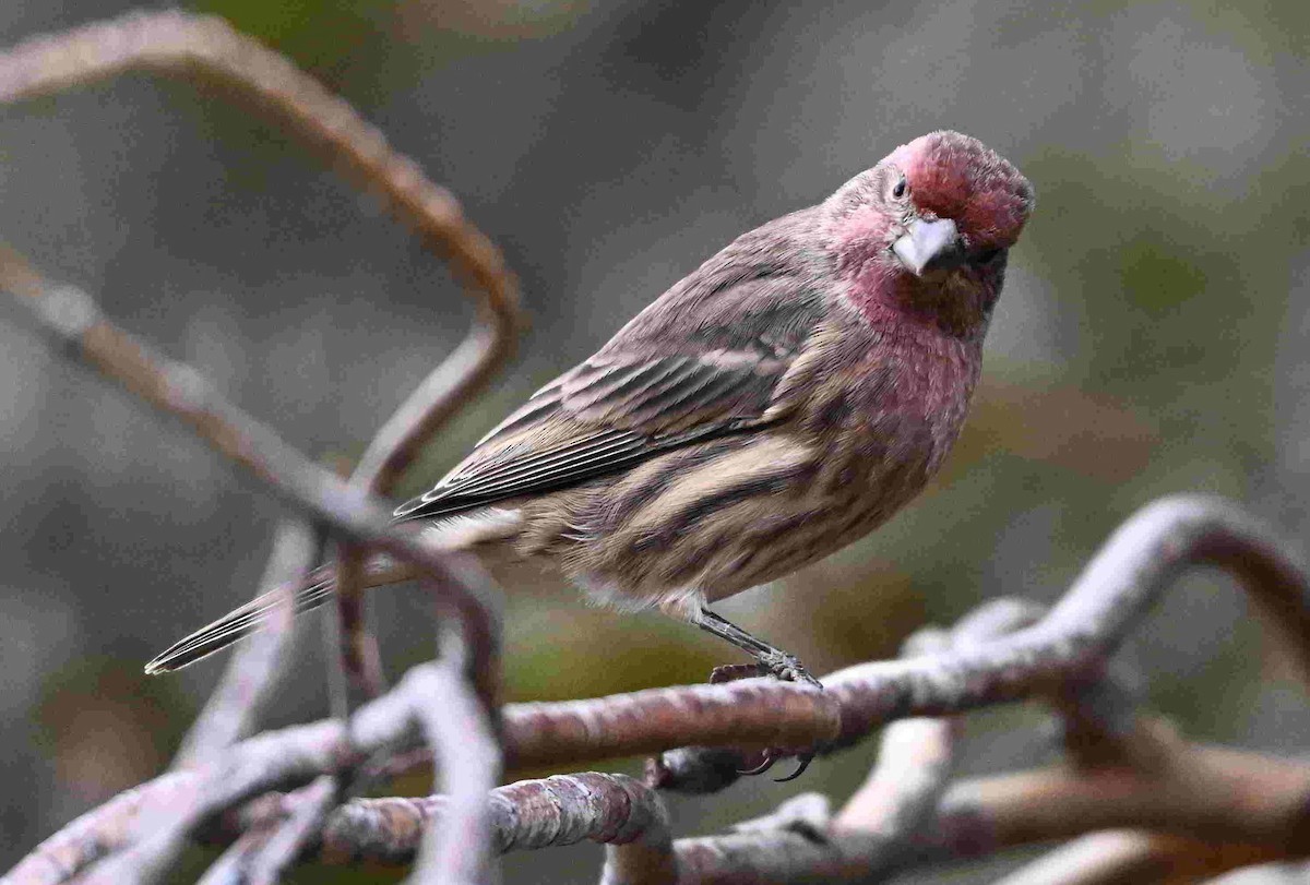 House Finch - ML643400167