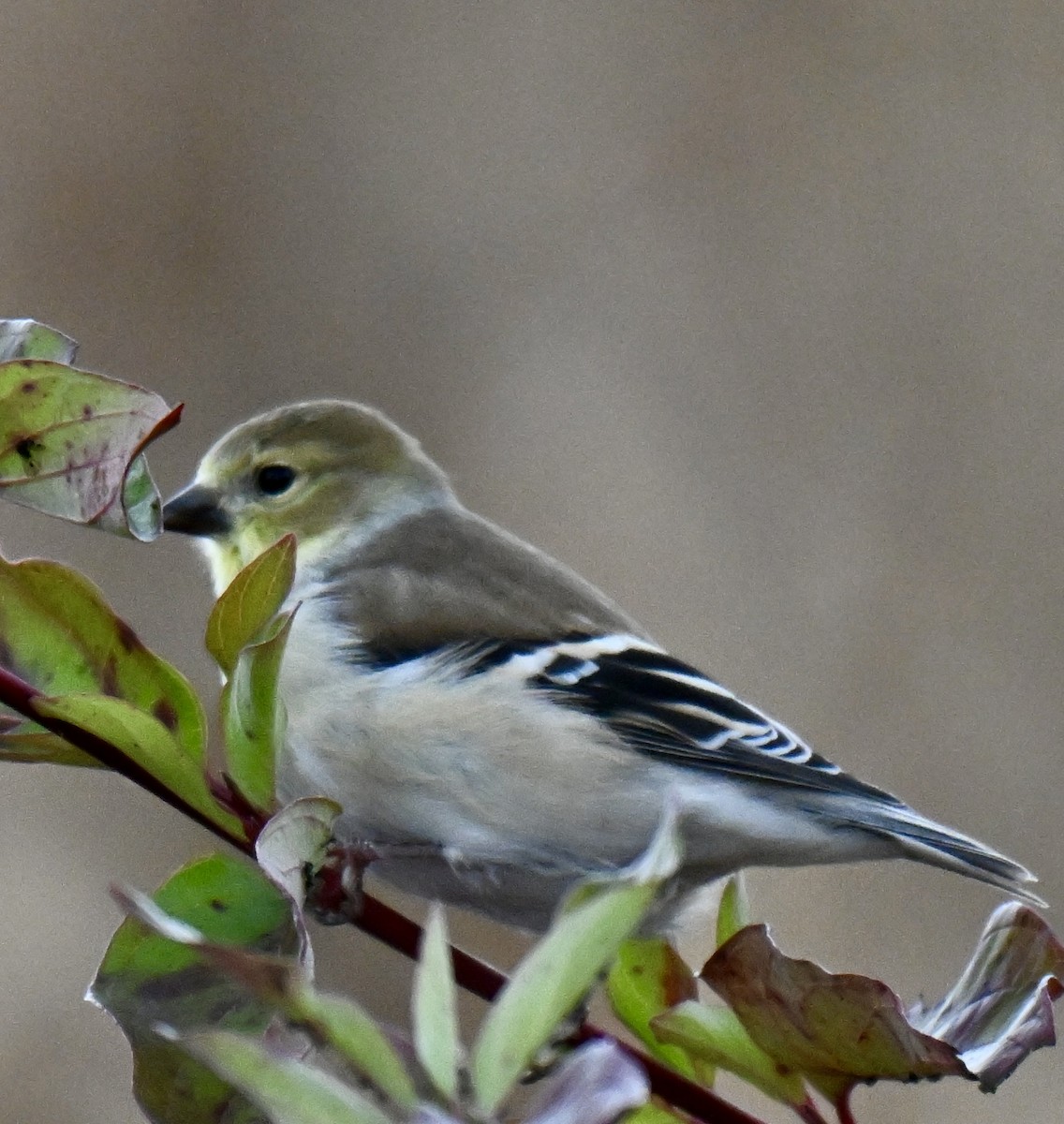 American Goldfinch - ML643400172