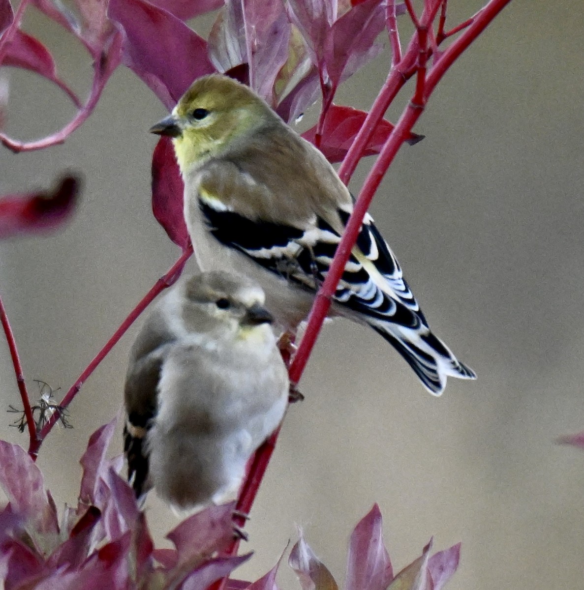 American Goldfinch - ML643400173