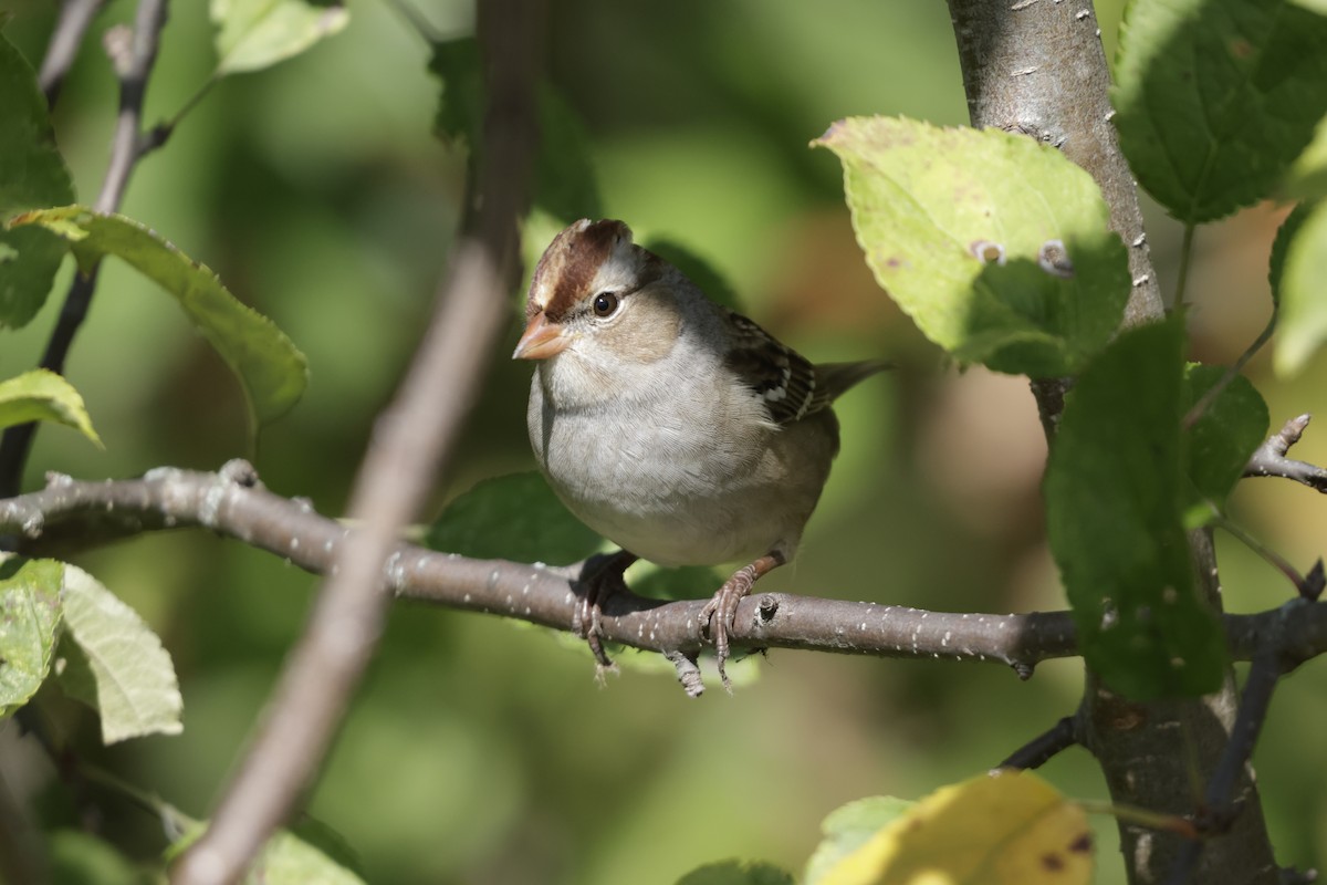 White-crowned Sparrow - ML643400174