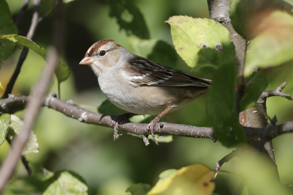 White-crowned Sparrow - ML643400175