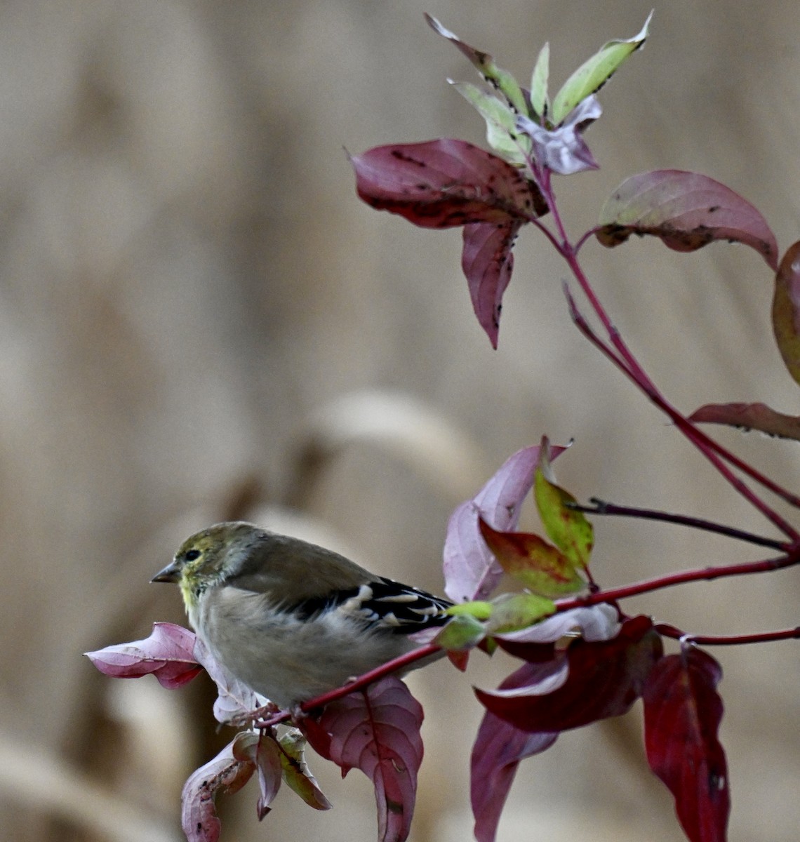 American Goldfinch - ML643400176