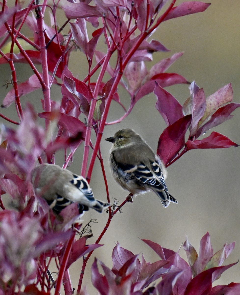 American Goldfinch - ML643400177
