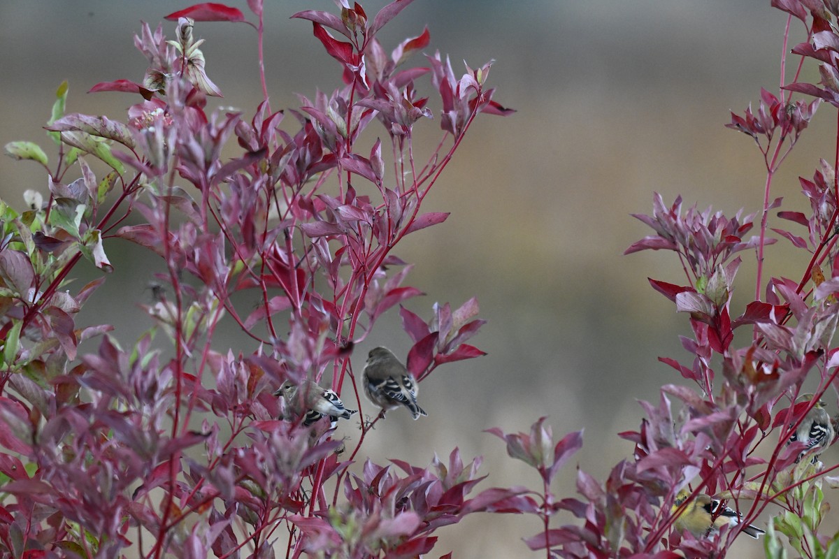 American Goldfinch - ML643400180