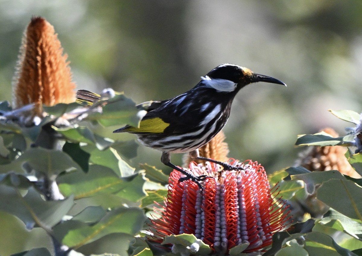 White-cheeked Honeyeater - ML643400182