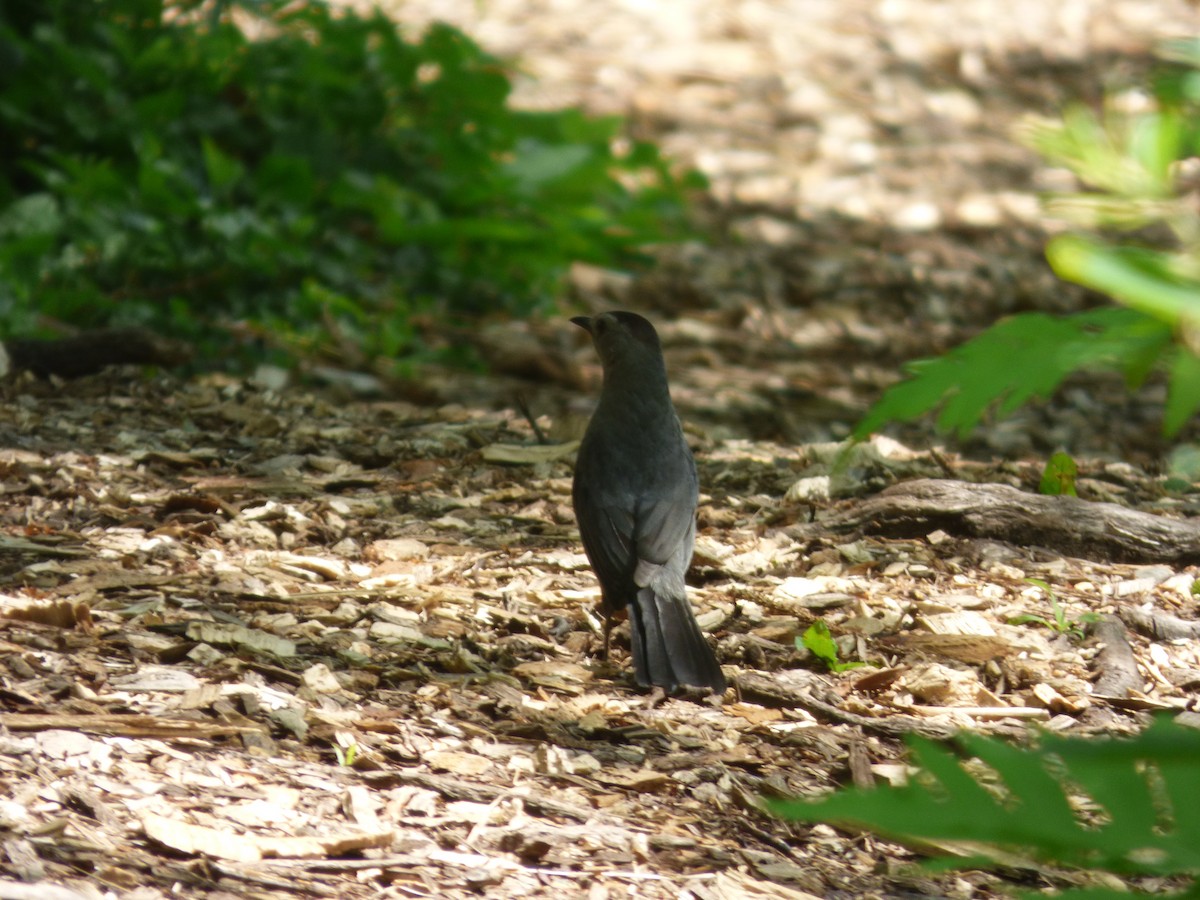 Gray Catbird - ML643400191