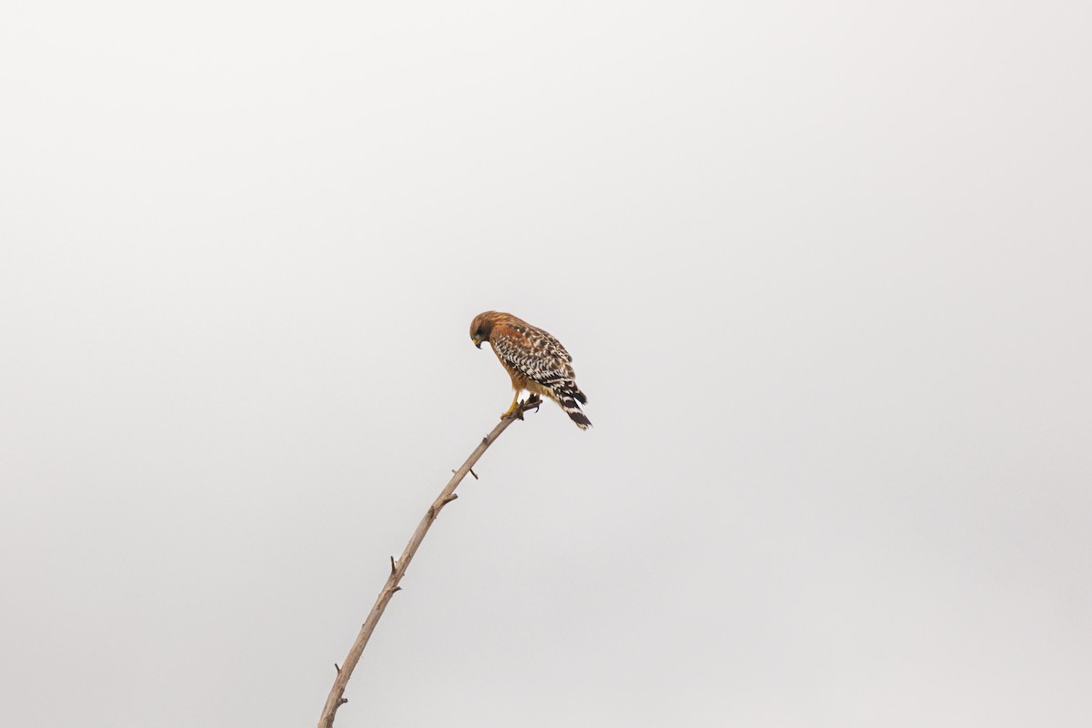 káně páskovaná - ML643400192