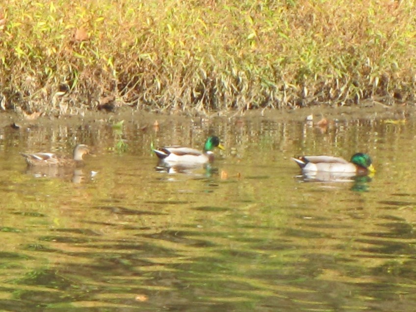 Canard colvert - ML643400196