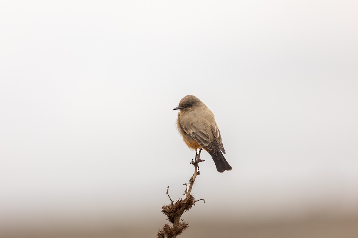 Say's Phoebe - ML643400209