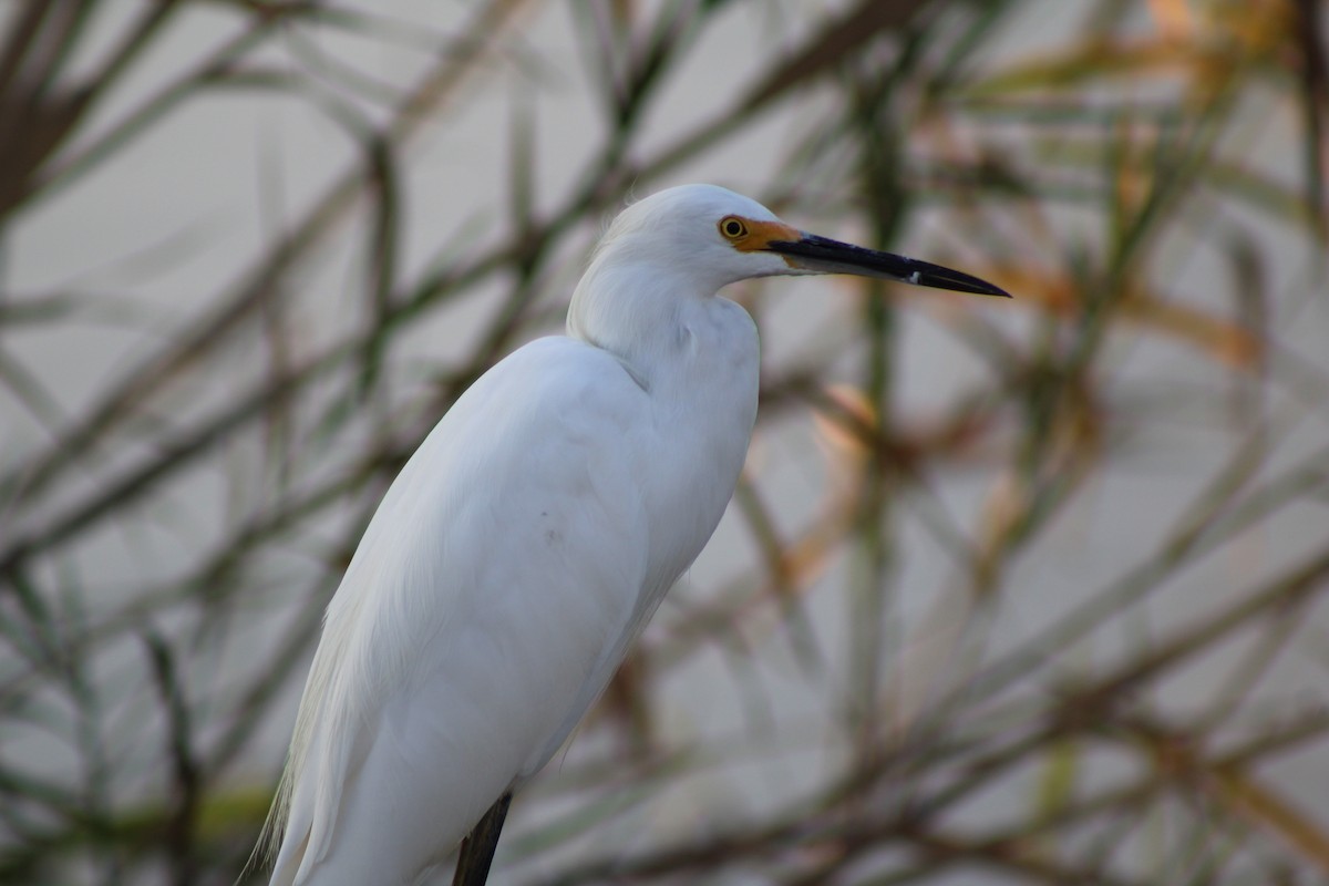 Snowy Egret - ML643400210