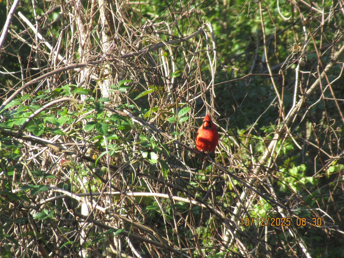 Northern Cardinal - ML643400221