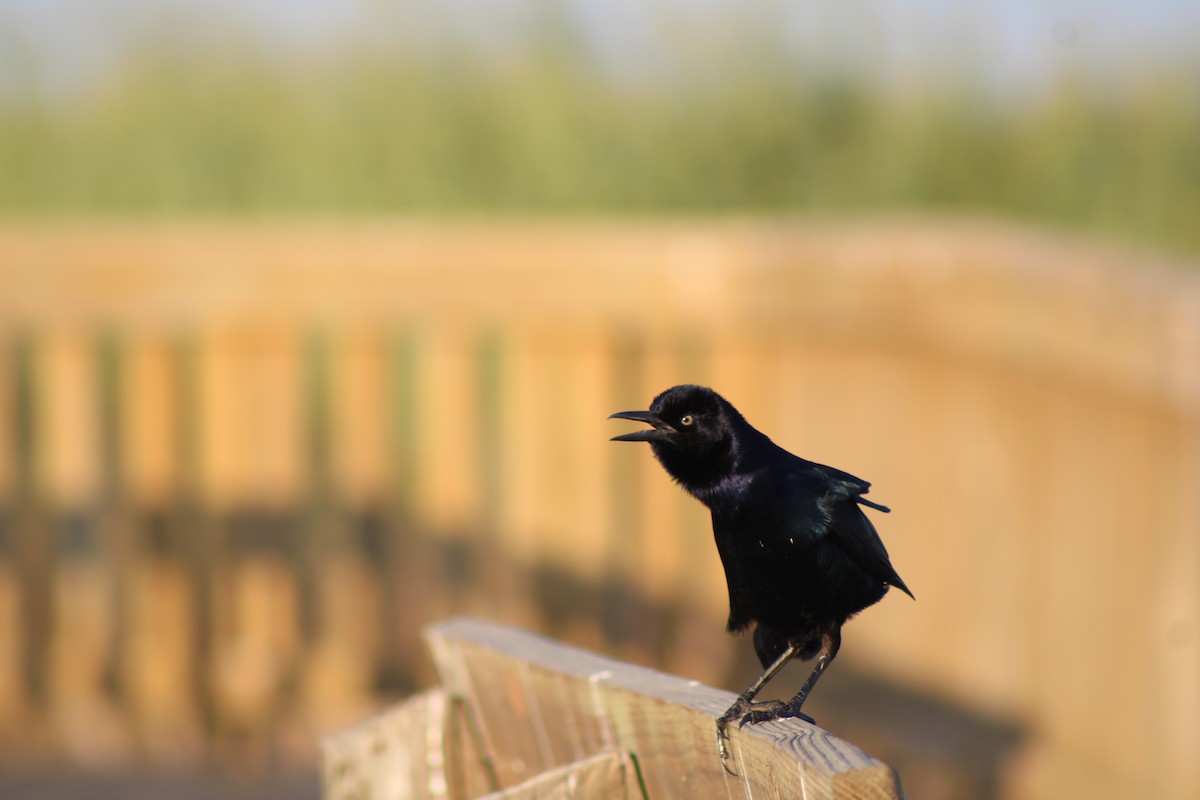 Boat-tailed Grackle - ML643400230