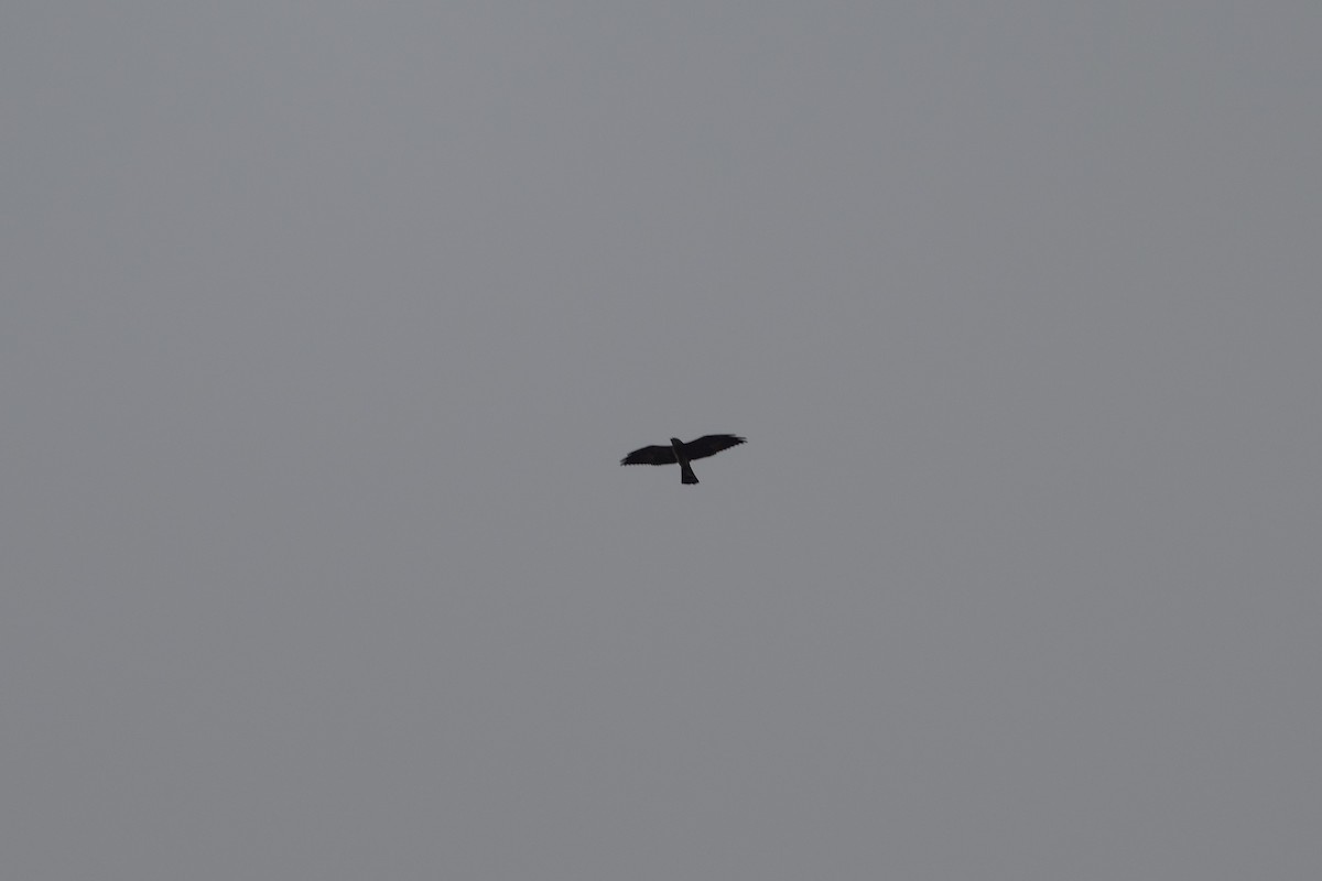 Mississippi Kite - ML643400231