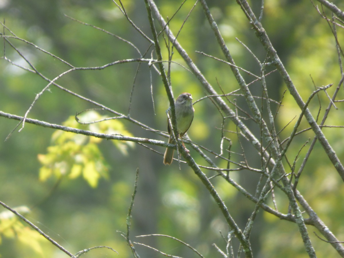 Swamp Sparrow - ML643400244