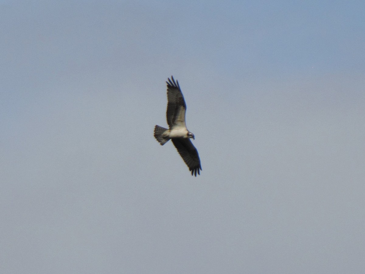 Balbuzard pêcheur - ML643400248