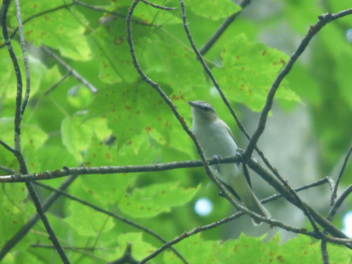 Red-eyed Vireo - ML643400274