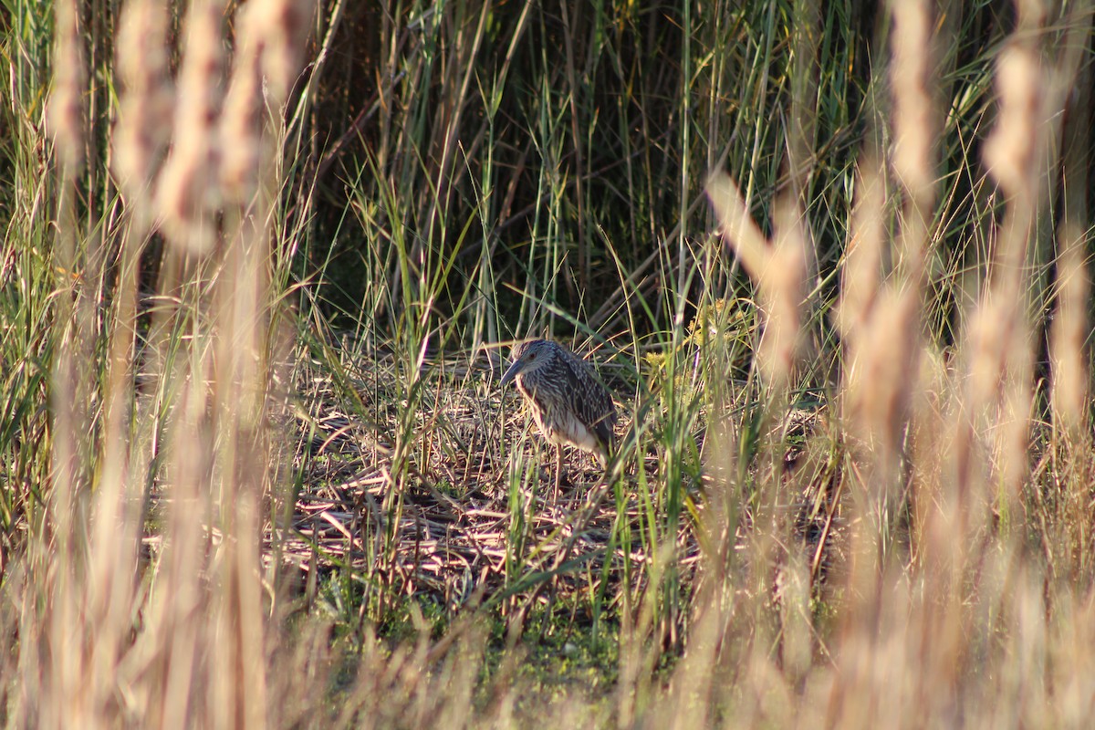 Yellow-crowned Night Heron - ML643400300