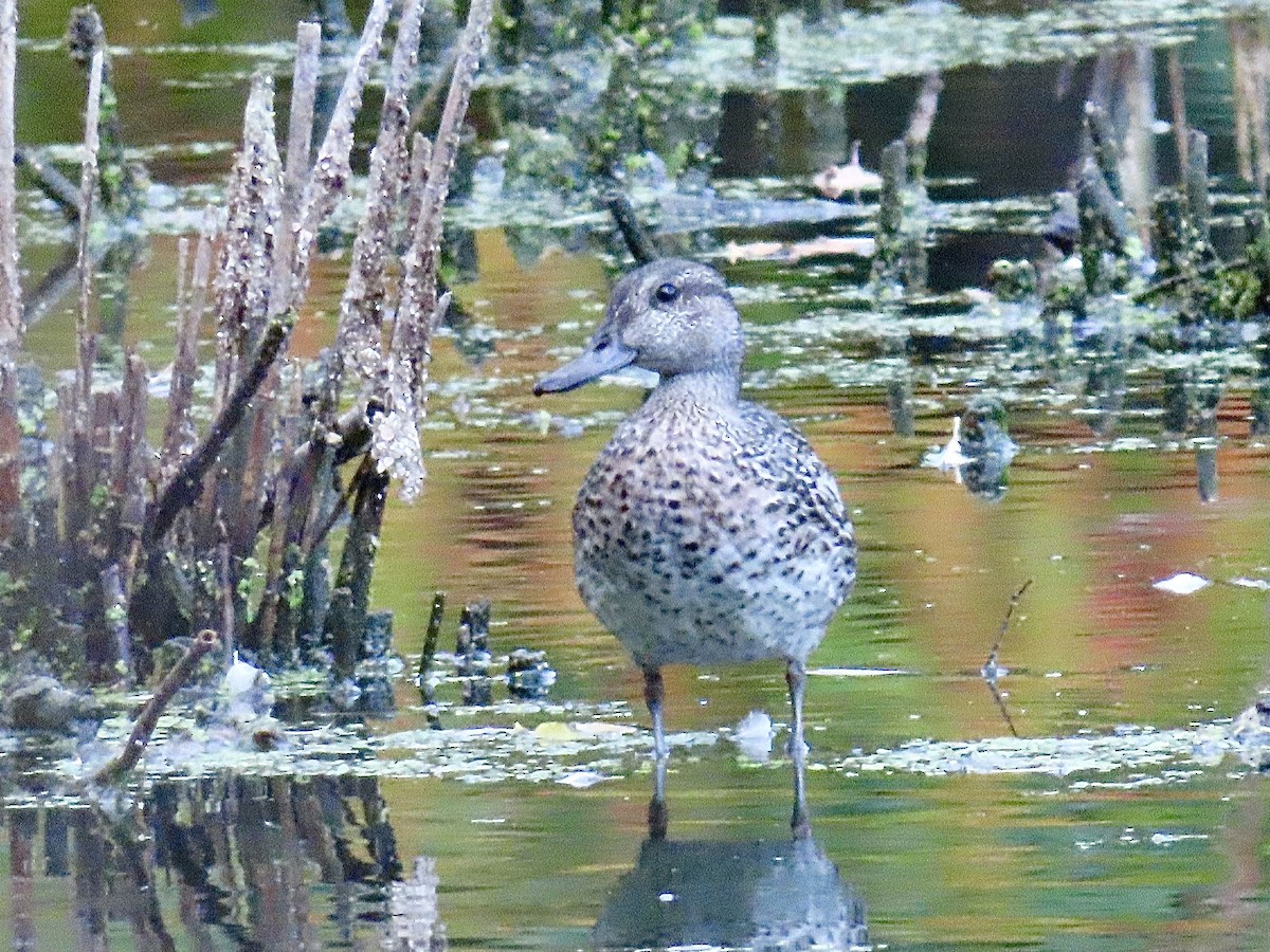 Green-winged Teal (American) - ML643400309