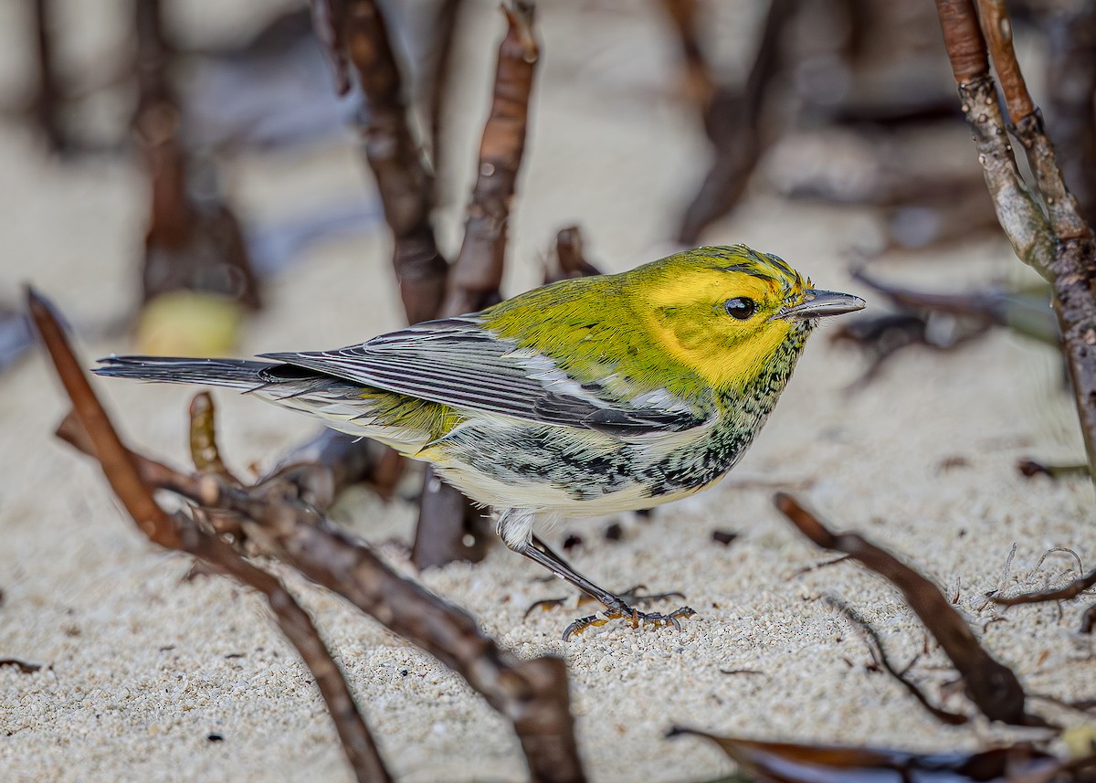 Black-throated Green Warbler - ML643400312