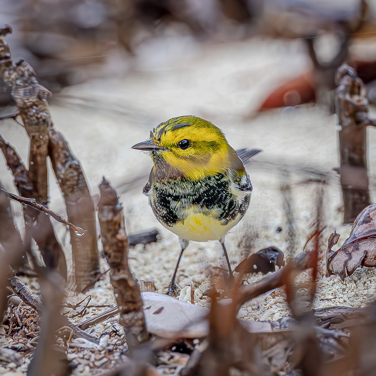 Black-throated Green Warbler - ML643400313