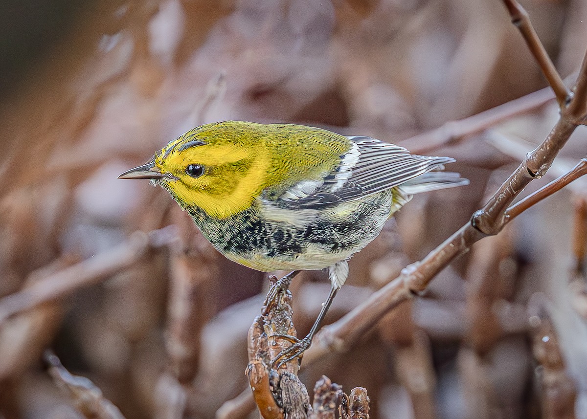 Black-throated Green Warbler - ML643400315