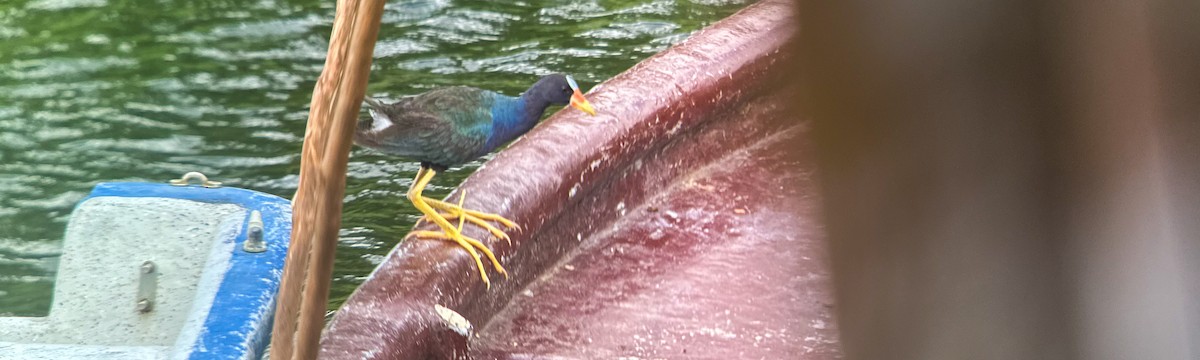 Purple Gallinule - ML643400316