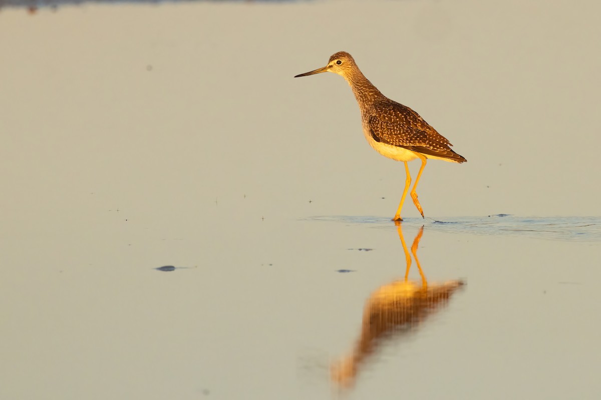 Greater Yellowlegs - ML643400326