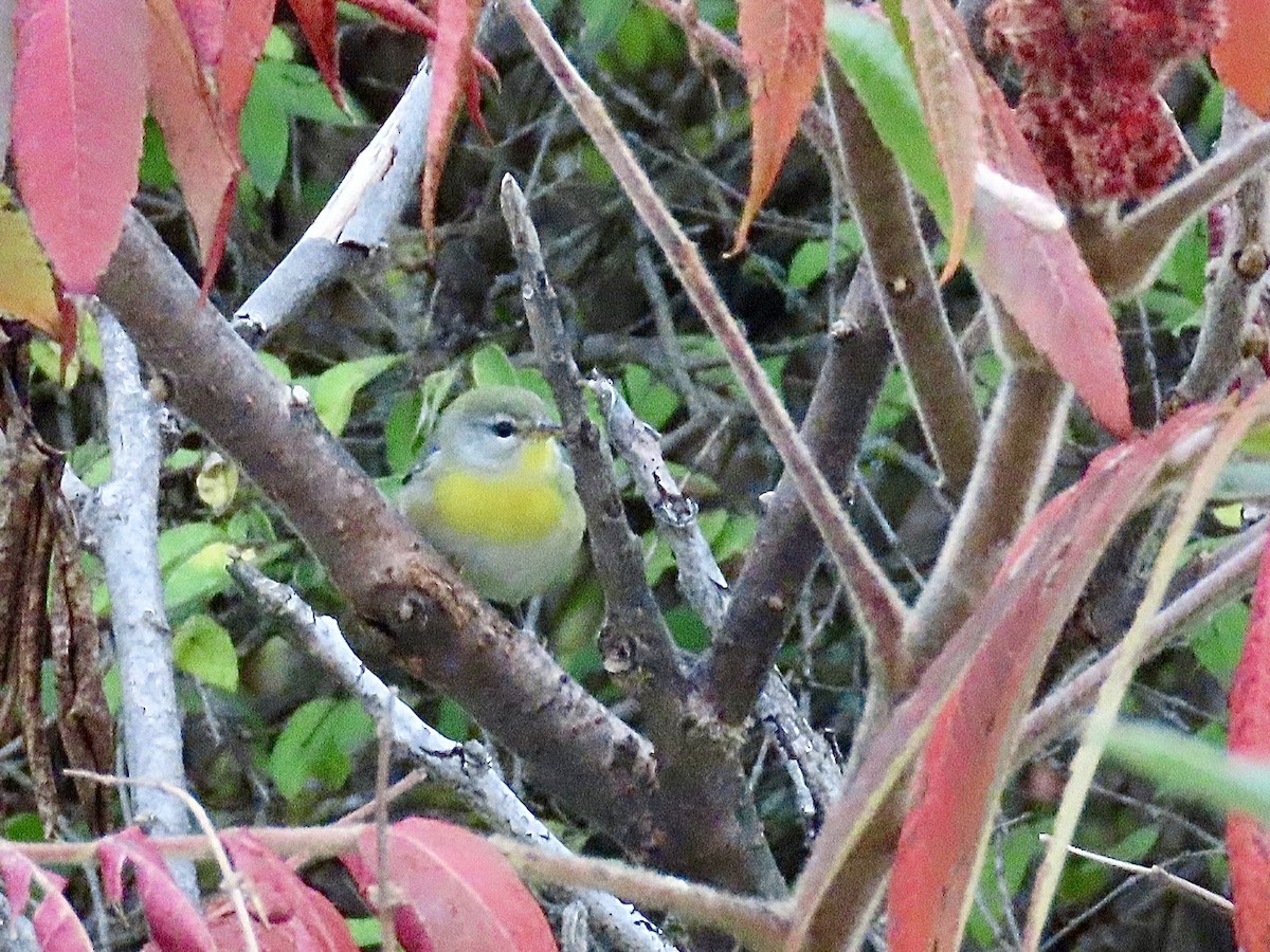 Northern Parula - ML643400343