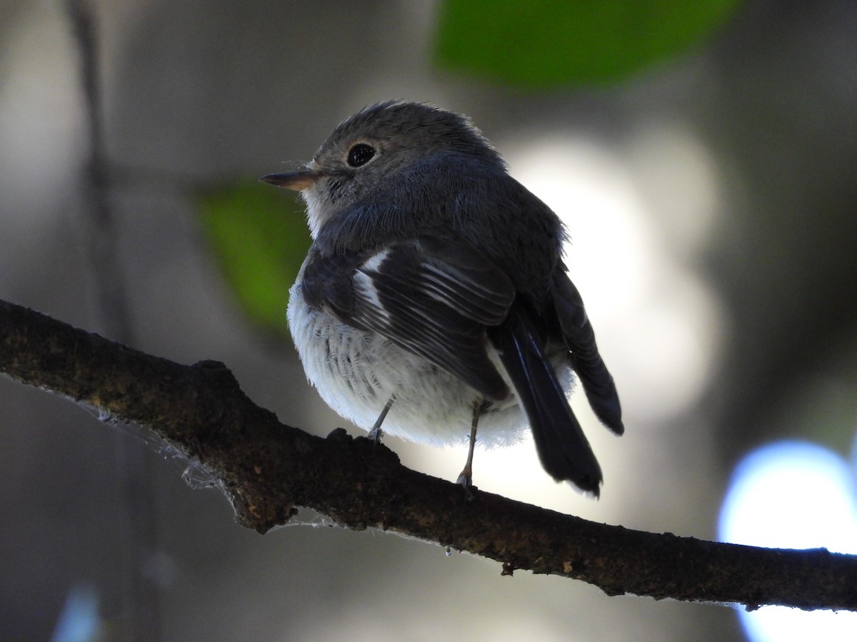 Тоутоваї рожевий - ML643400347