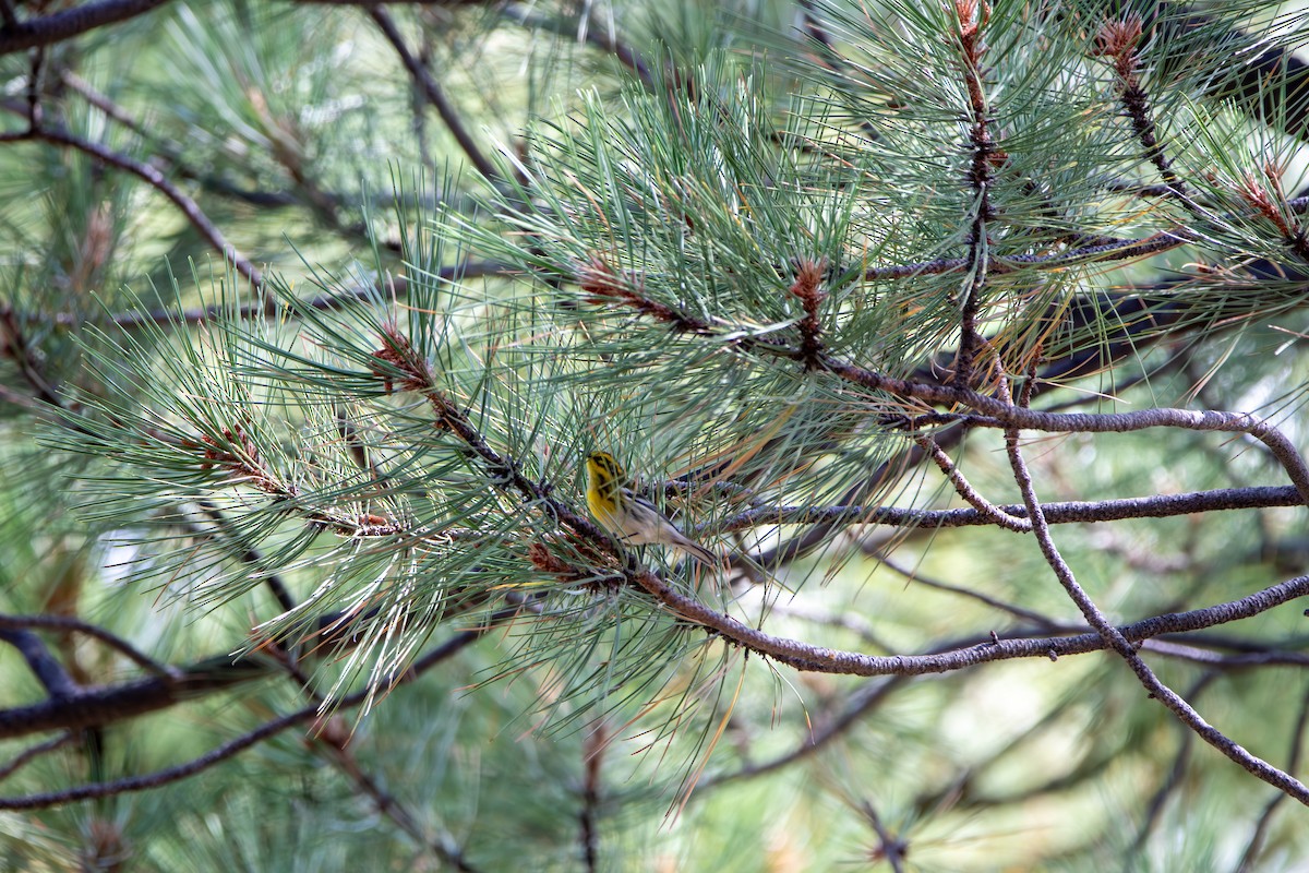 Townsend's Warbler - ML643400350