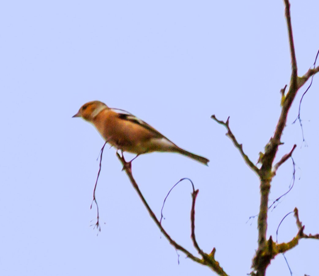 Common Chaffinch - ML643400352