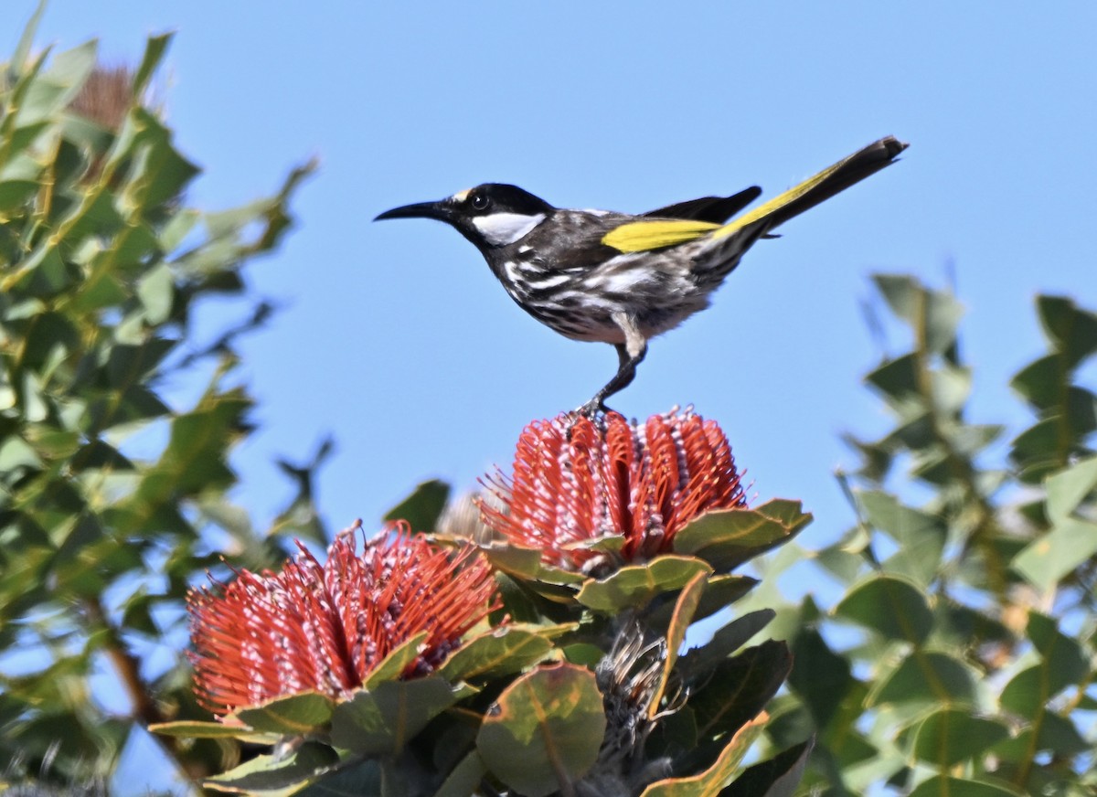 White-cheeked Honeyeater - ML643400362